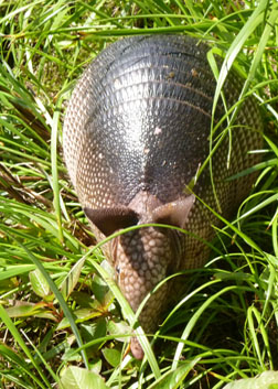 armadillo