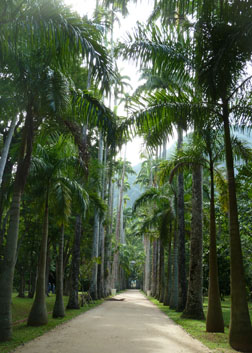 Avenue of the Palms