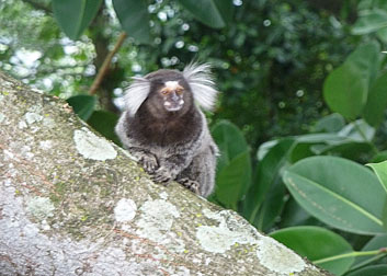 Unusual monkey on Sugar Loaf