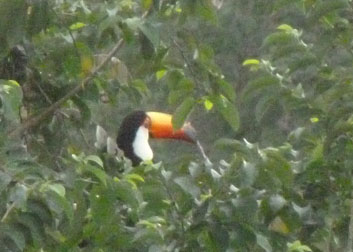 toucan in tree